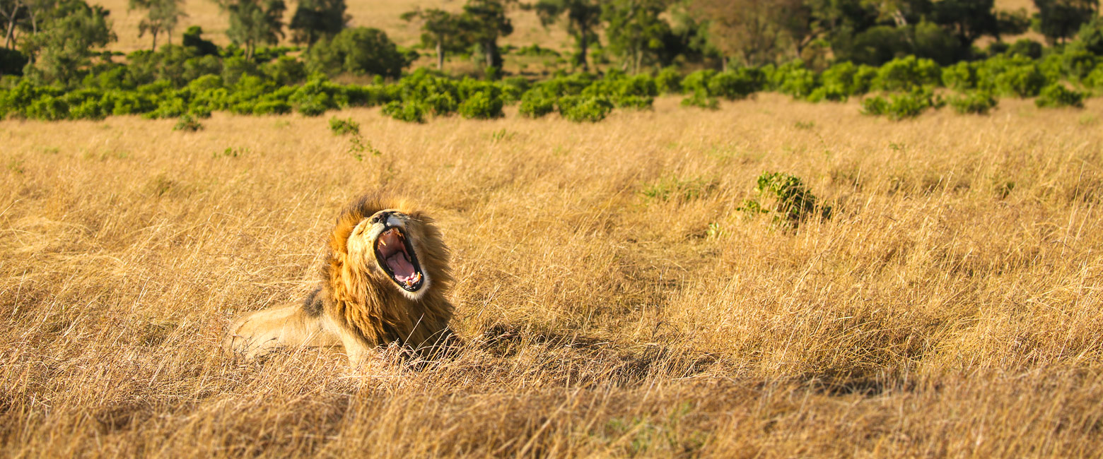 let us know your thoughts about Kenya and we will help you create the perfect safari 