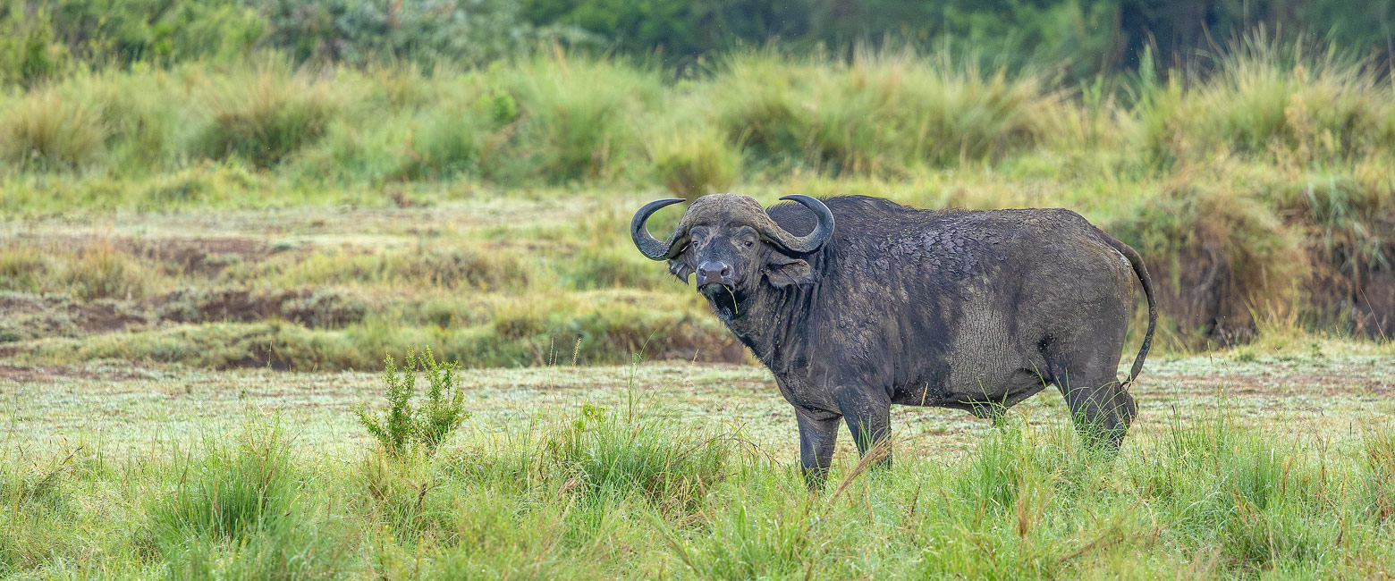 let us know your thoughts about Kenya and we will help you create the perfect safari 
