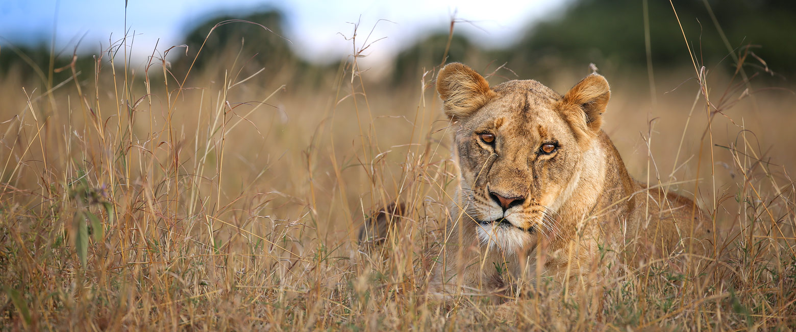 let us know your thoughts about Kenya and we will help you create the perfect safari 