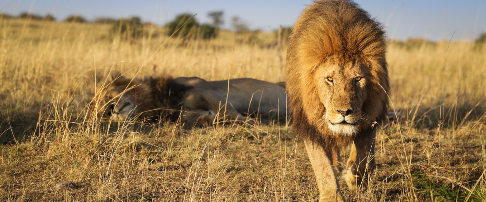 let us know your thoughts about Kenya and we will help you create the perfect safari 