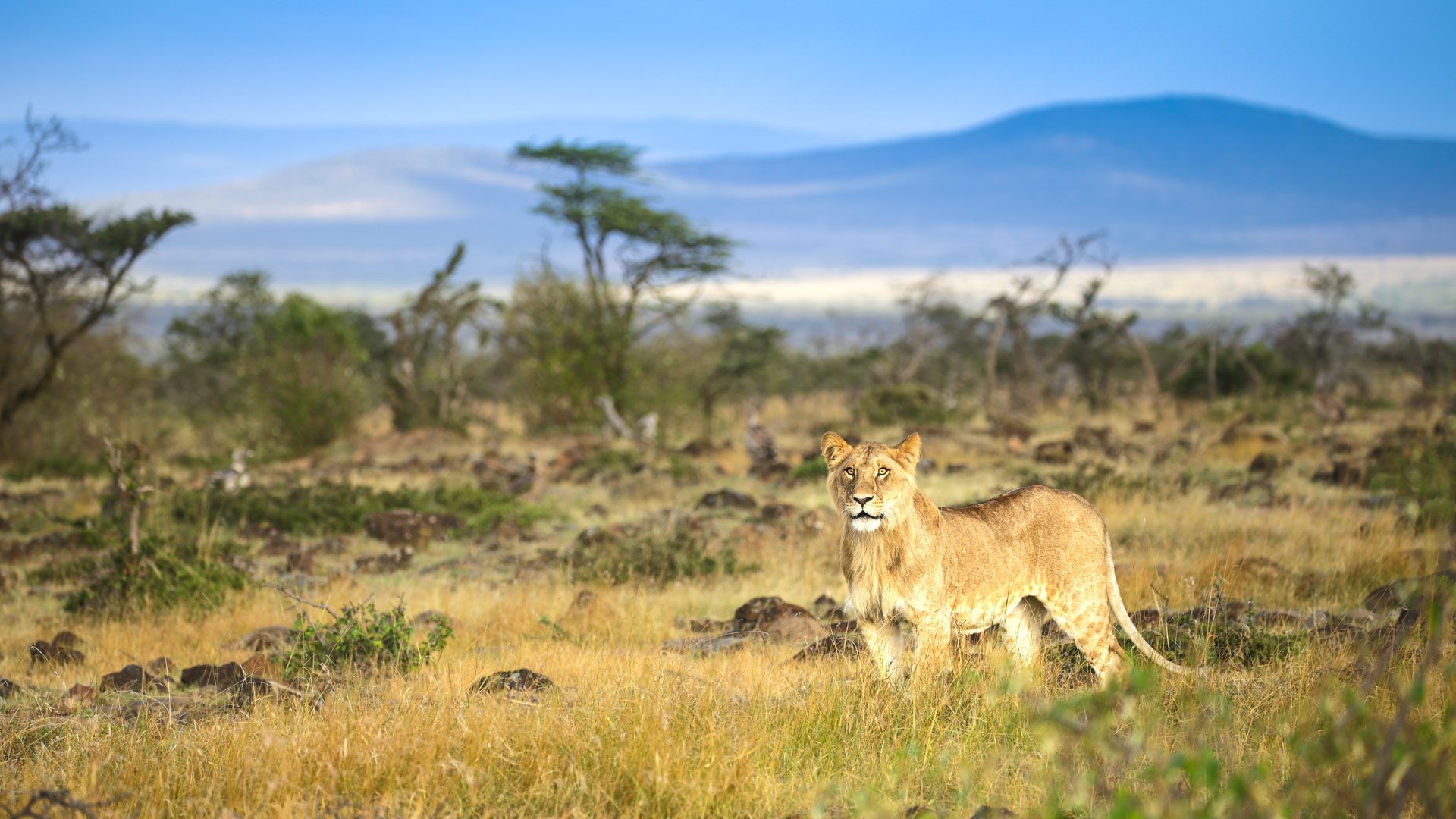 Safari to Mara Naboisho