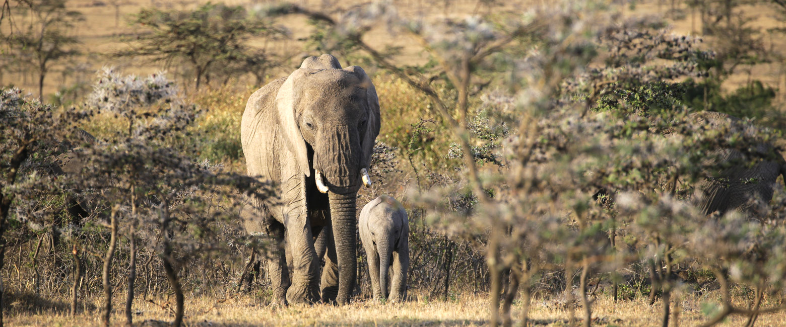 let us know your thoughts about Kenya and we will help you create the perfect safari