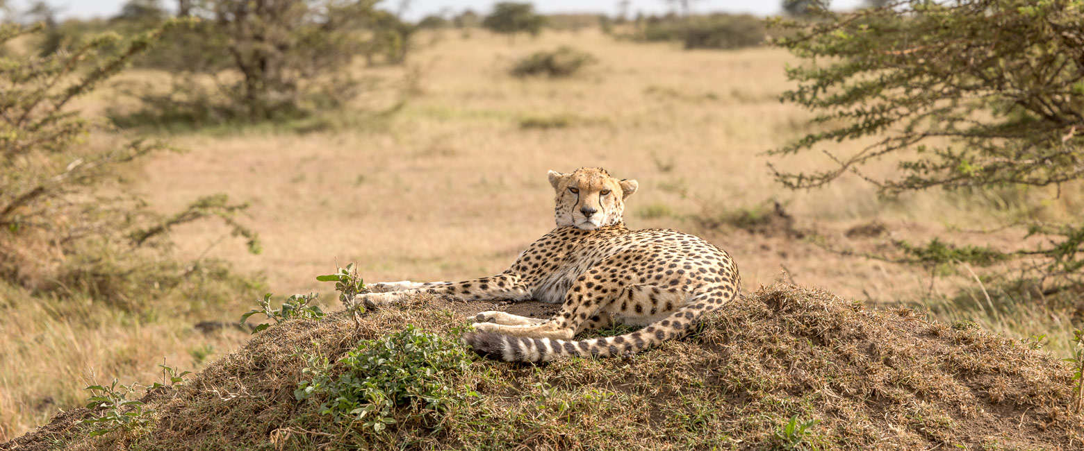 let us know your thoughts about Kenya and we will make sure to deliver the perfect safari