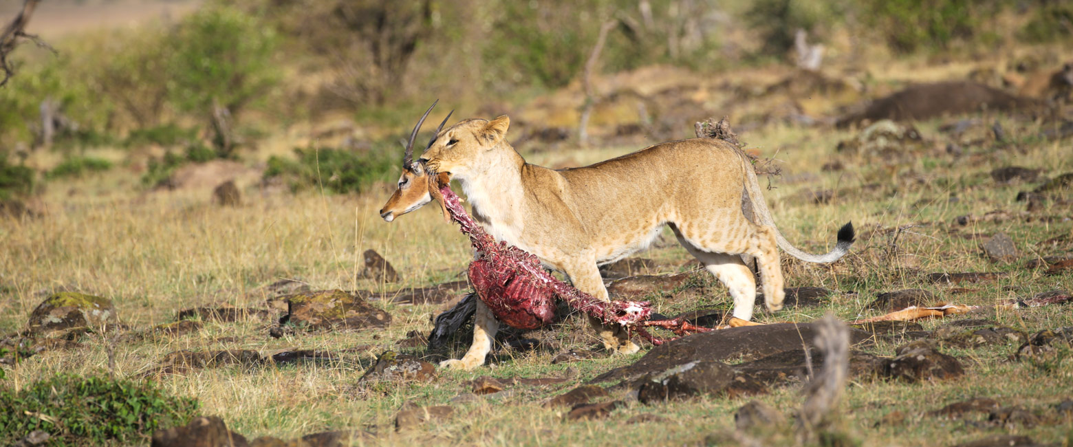 let us know your thoughts about Kenya and we will help you create the perfect safari 