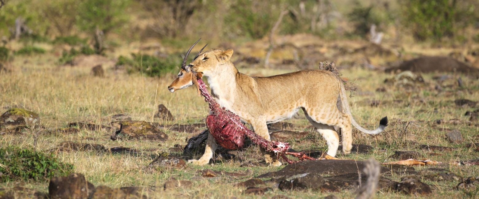 let us know your thoughts about Kenya and we will help you create the perfect safari 