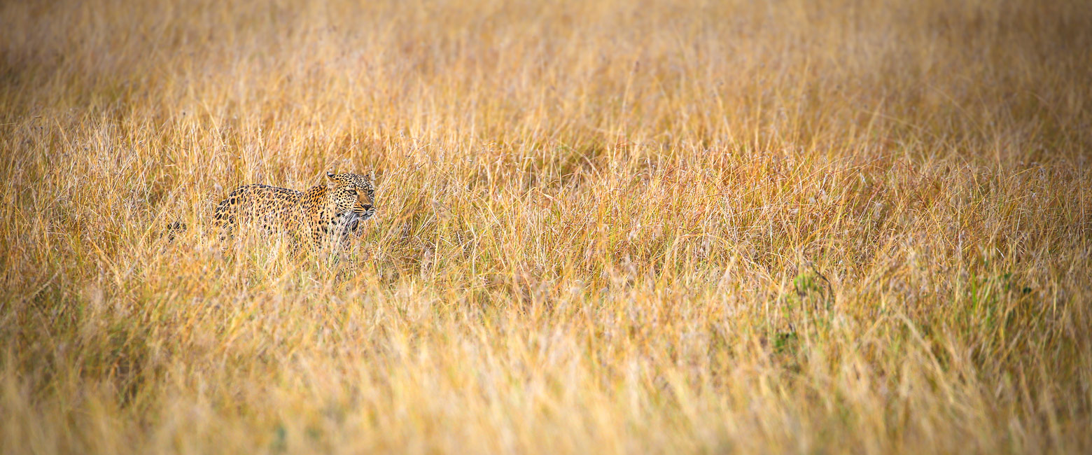 let us know your thoughts about Kenya and we will help you create the perfect safari