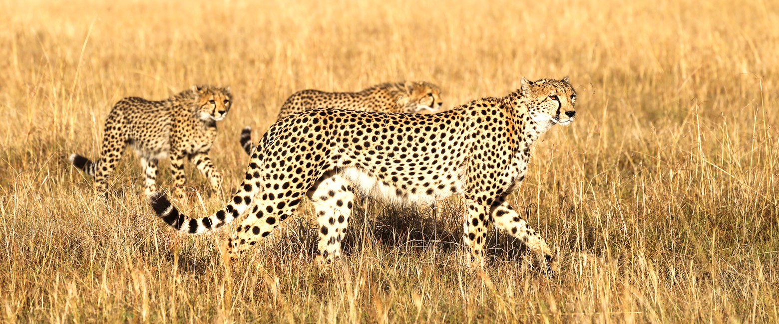 let us know your thoughts about Kenya and we will help you create the perfect safari