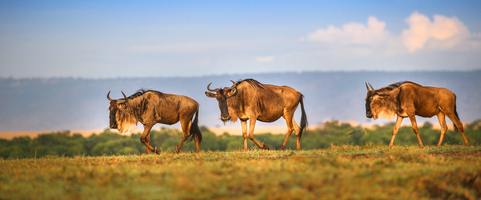 let us know your thoughts about Kenya and we will make sure to deliver the perfect safari