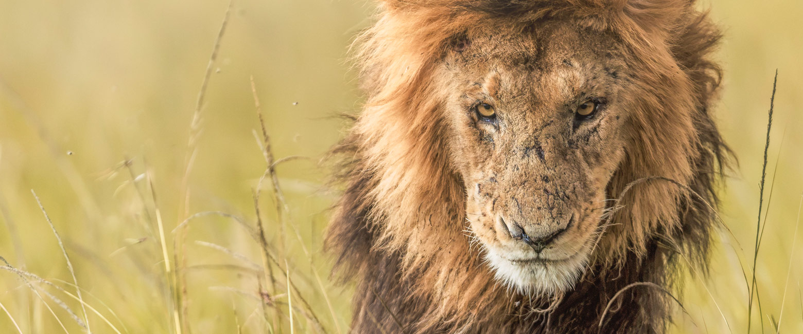 let us know your thoughts about Kenya and we will help you create the perfect safari 