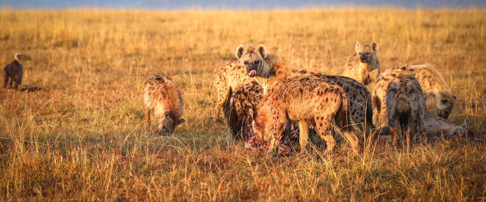 let us know your thoughts about Kenya and we will help you create the perfect safari