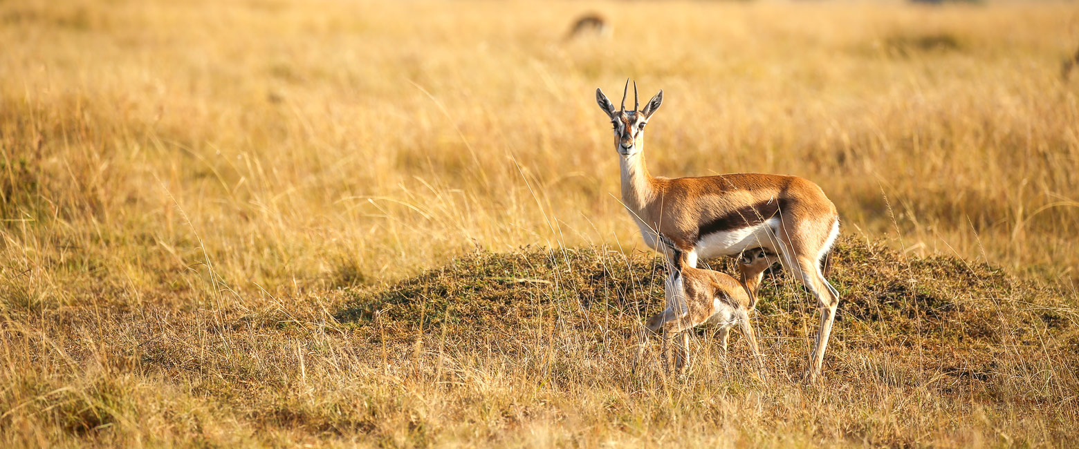 let us know your thoughts about Kenya and we will help you create the perfect safari