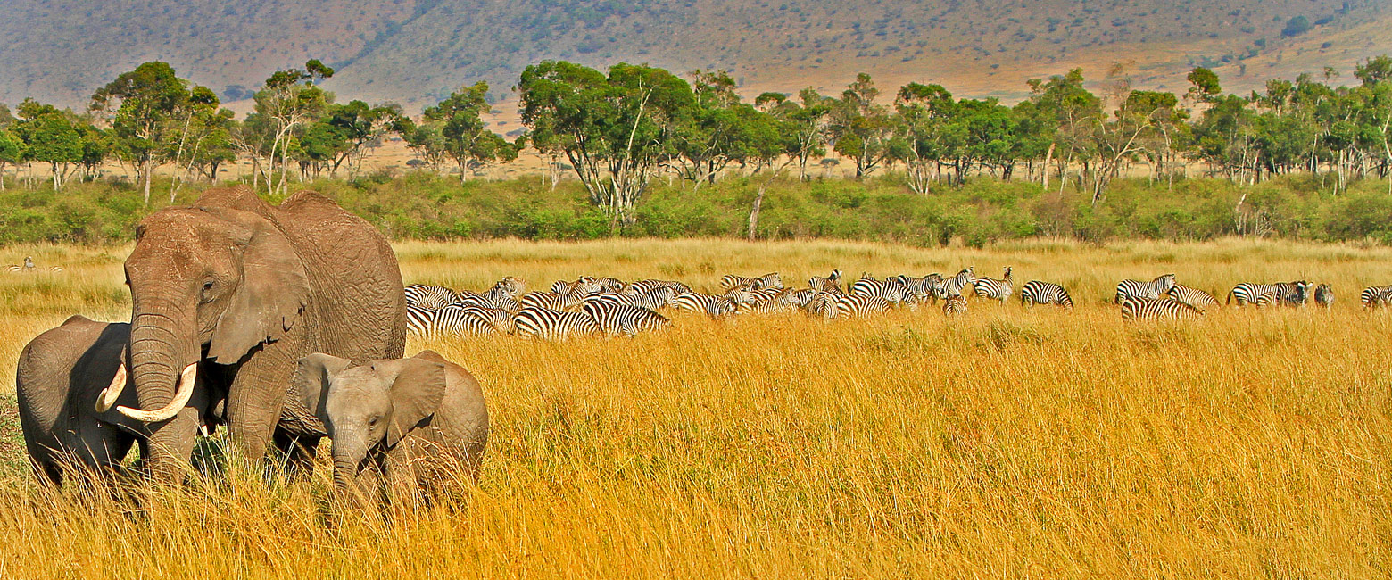let us know your thoughts about Kenya and we will make sure to deliver the perfect safari