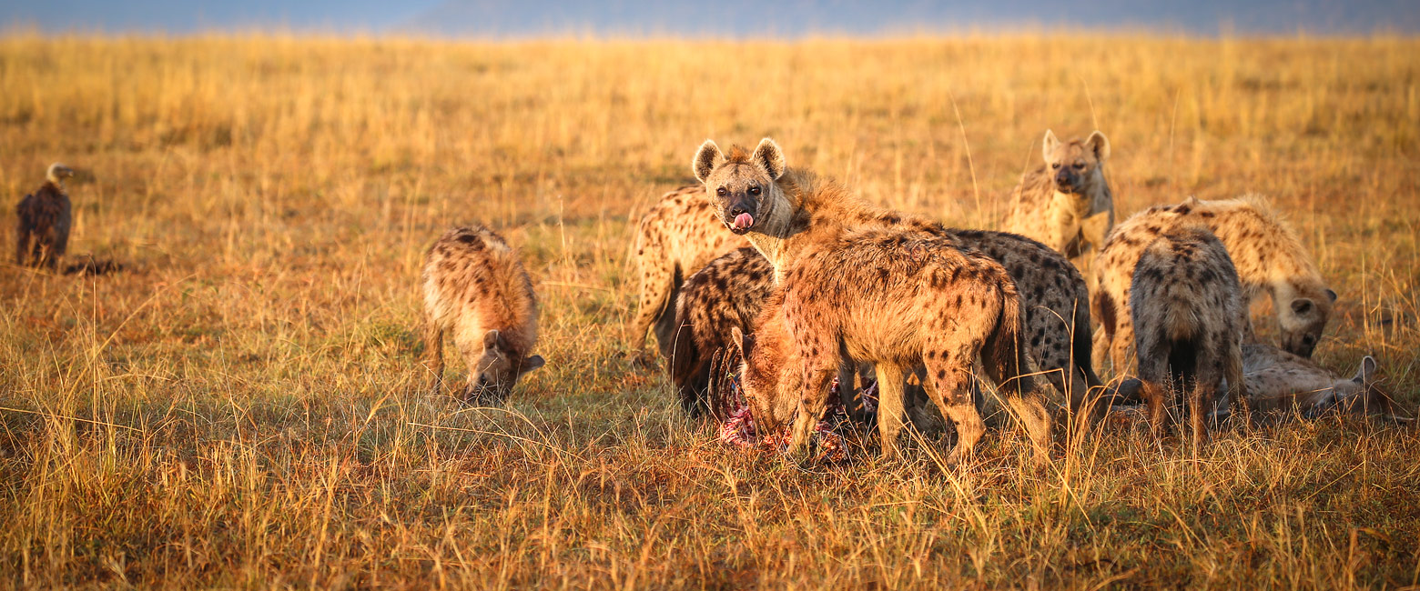 is an extremely cool base in the Maasai Mara 