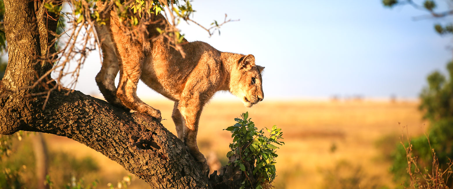 let us know your thoughts about Kenya and we will help you create the perfect safari 