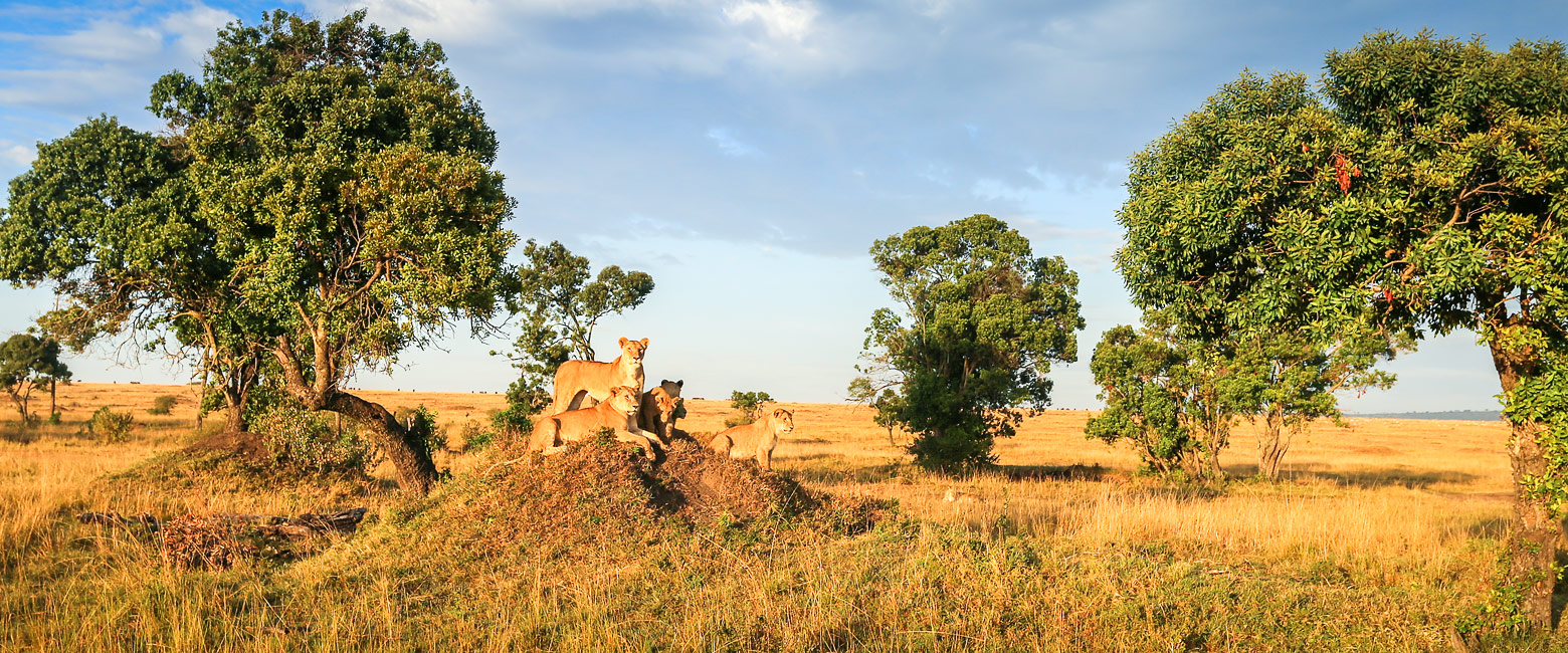 let us know your thoughts about Kenya and we will help you create the perfect safari