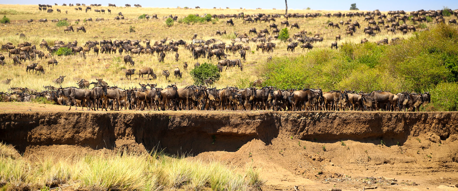 let us know your thoughts about Kenya and we will help you create the perfect safari
