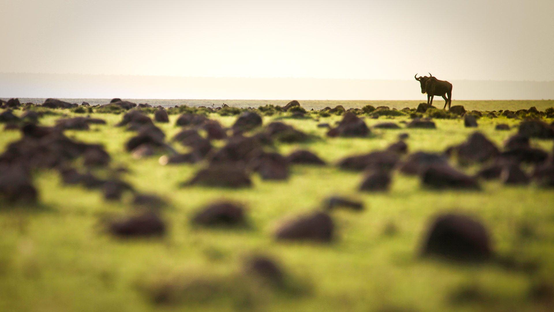 Safari to Mara Ol Chorro