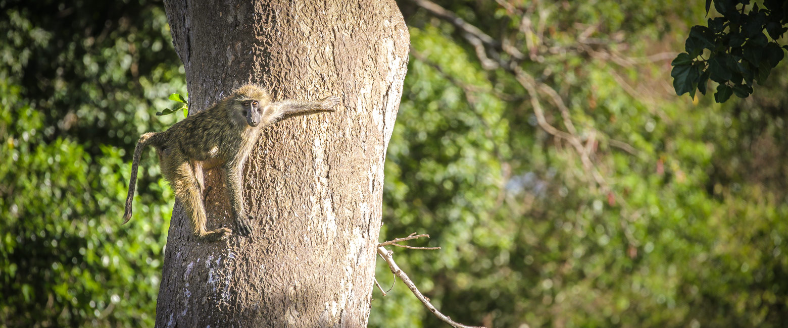 let us know your thoughts about Kenya and we will help you create the perfect safari
