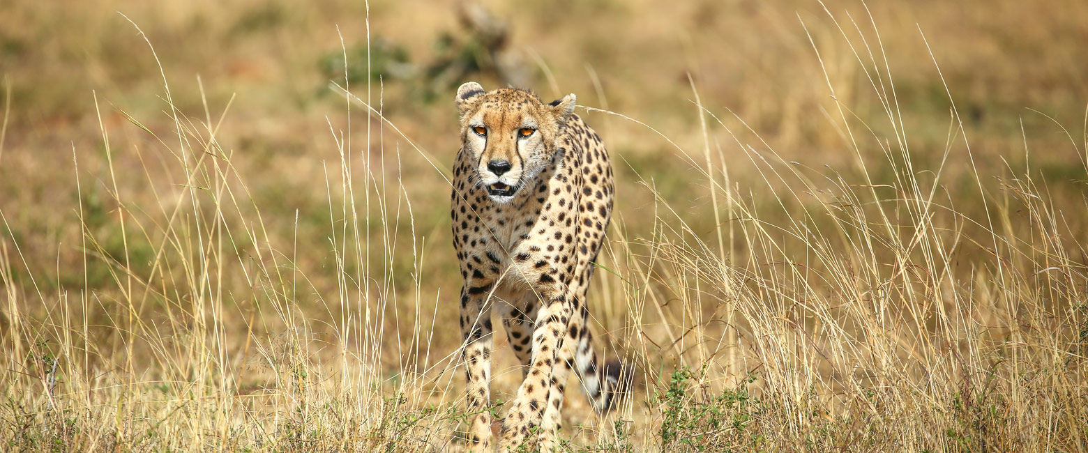 let us know your thoughts about Kenya and we will help you create the perfect safari