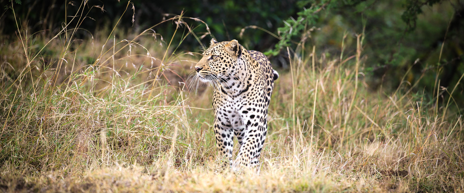 let us know your thoughts about Kenya and we will help you create the perfect safari