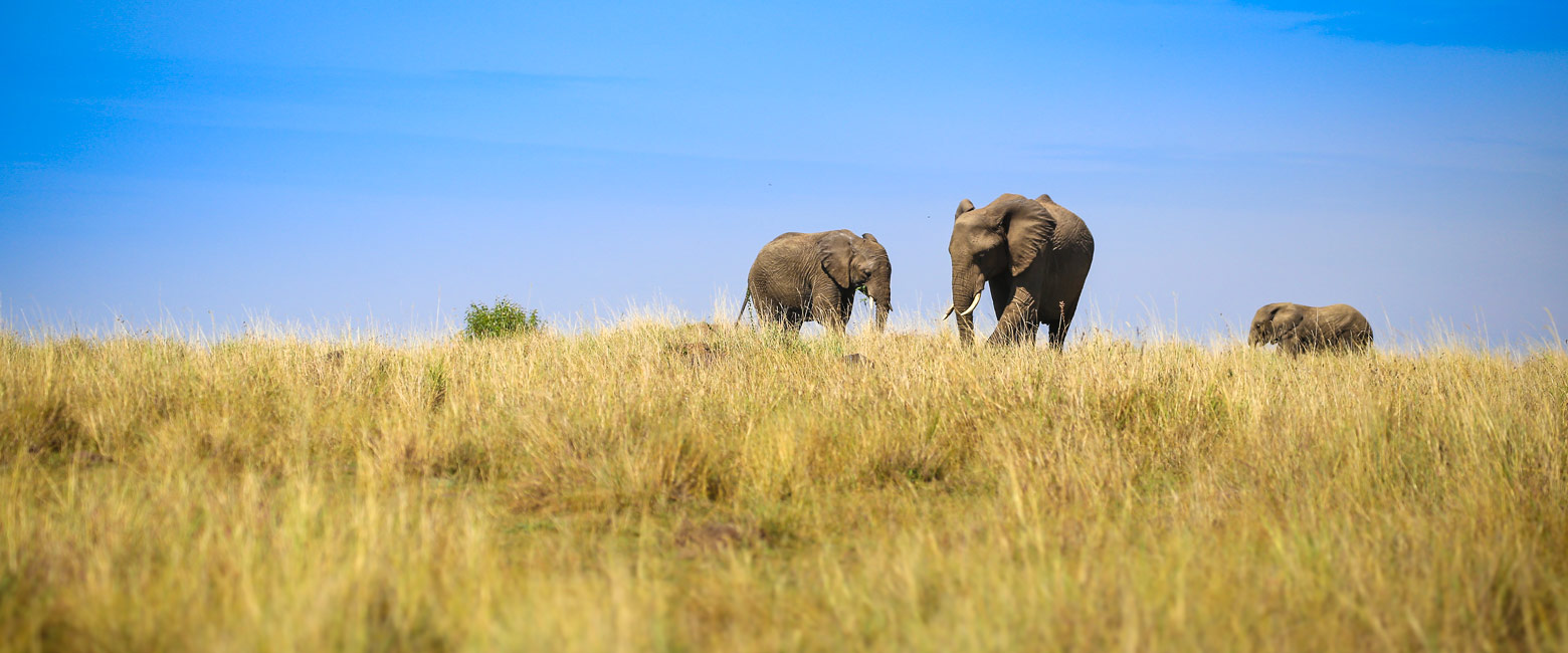 let us know your thoughts about Kenya and we will help you create the perfect safari