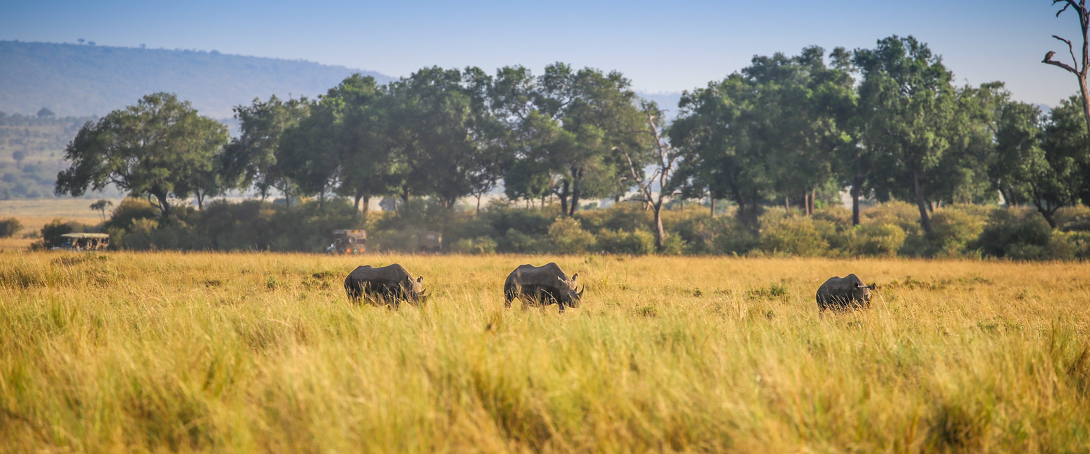 let us know your thoughts about Kenya and we will help you create the perfect safari 