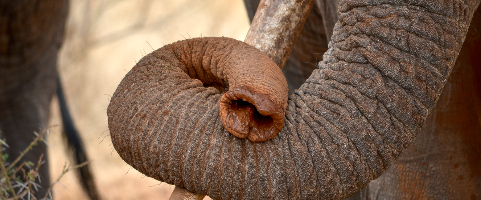 let us know your thoughts about Kenya and we will help you create the perfect safari