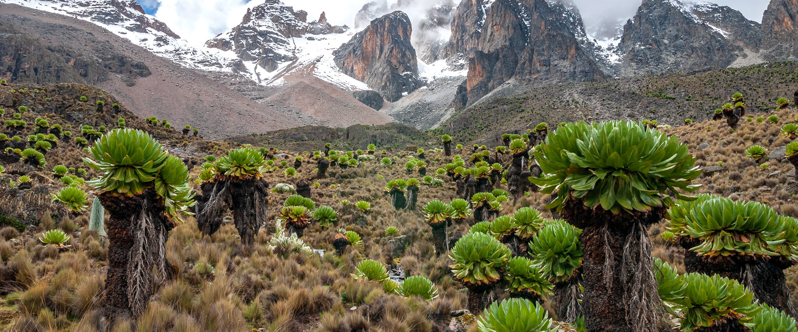 let us know your thoughts about Kenya and we will help you create the perfect safari 