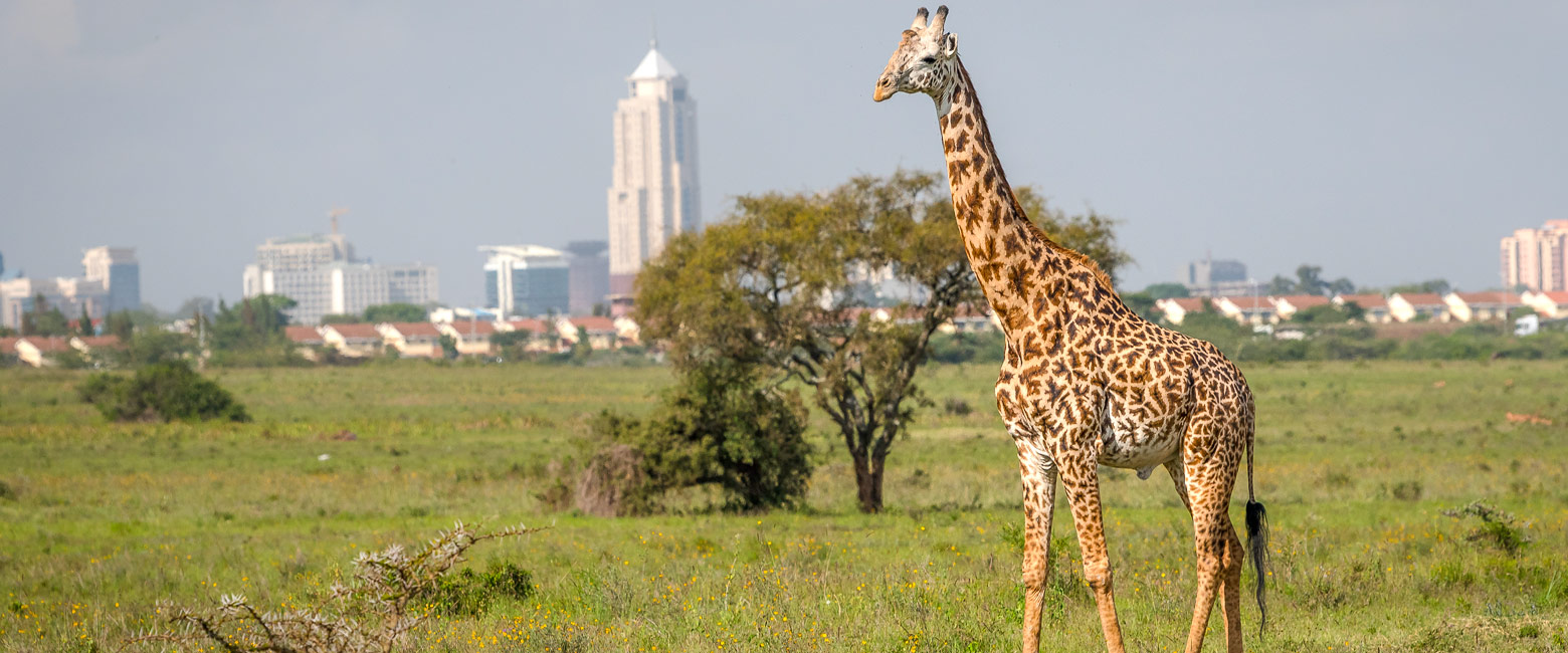 is the sprawling and chaotic capital of Kenya