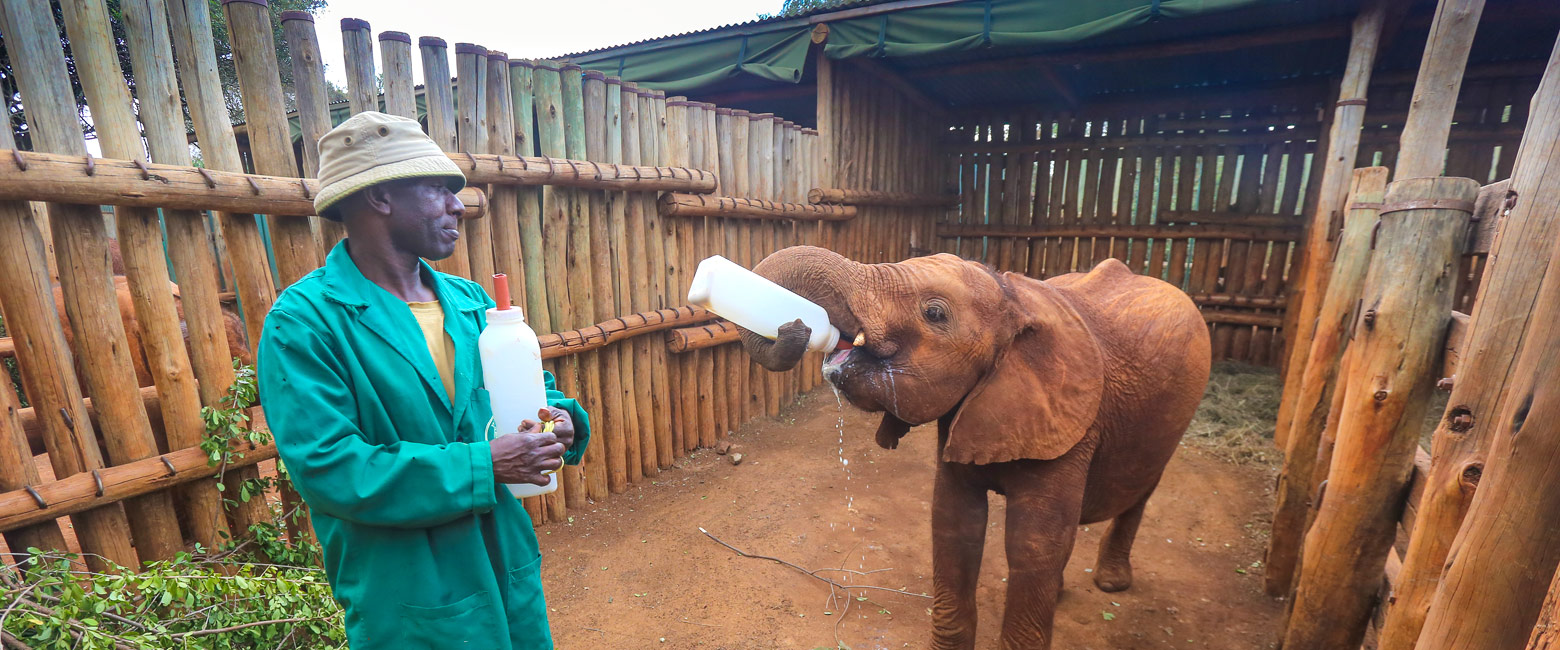 let us know your thoughts about Kenya and we will help you create the perfect safari 