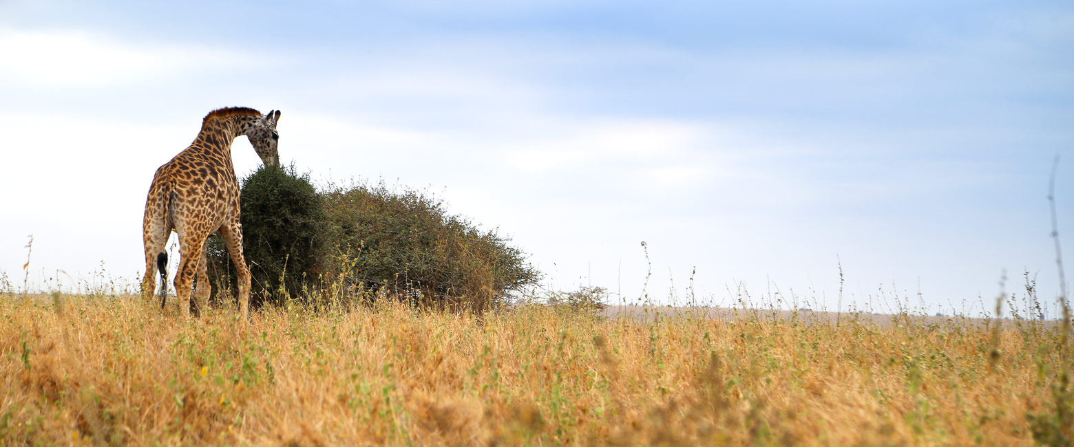 let us know your thoughts about Kenya and we will help you create the perfect safari