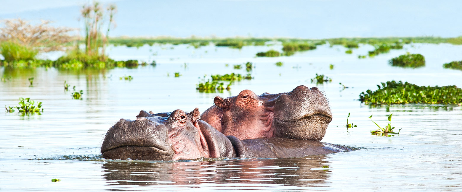 let us know your thoughts about Kenya and we will help you create the perfect safari