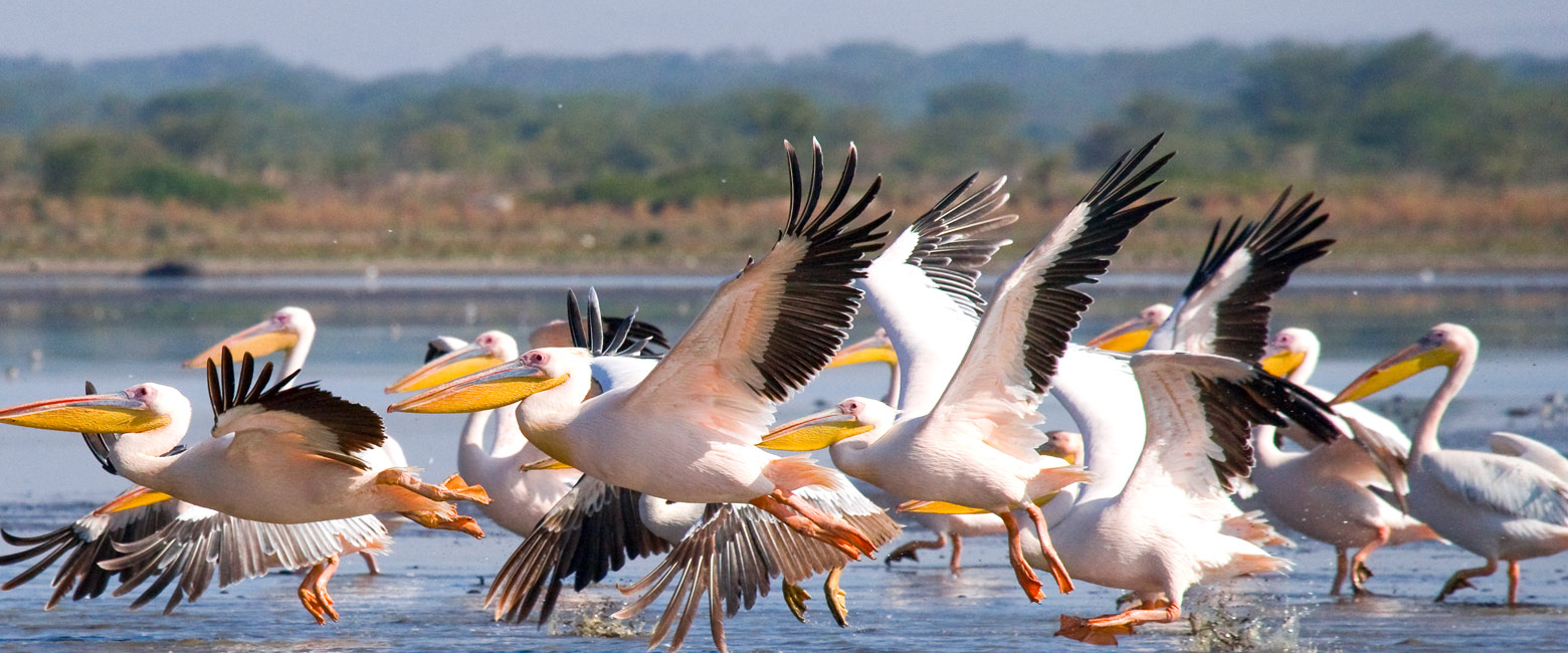 let us know your thoughts about Kenya and we will help you create the perfect safari 