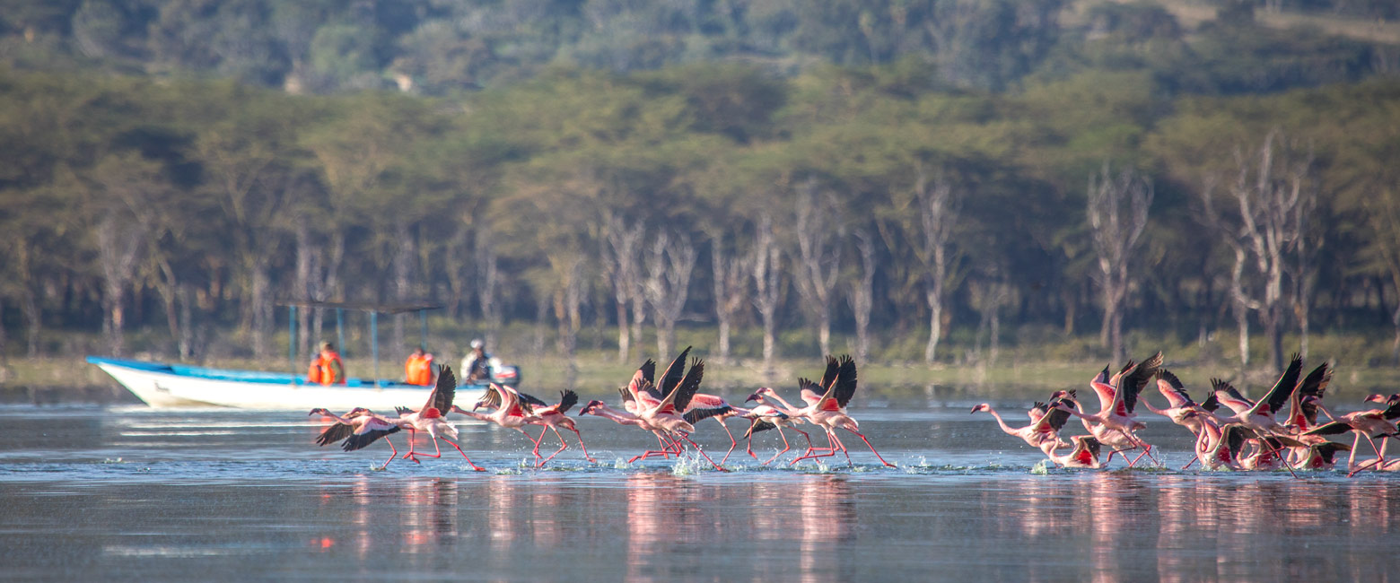 let us know your thoughts about Kenya and we will help you create the perfect safari 
