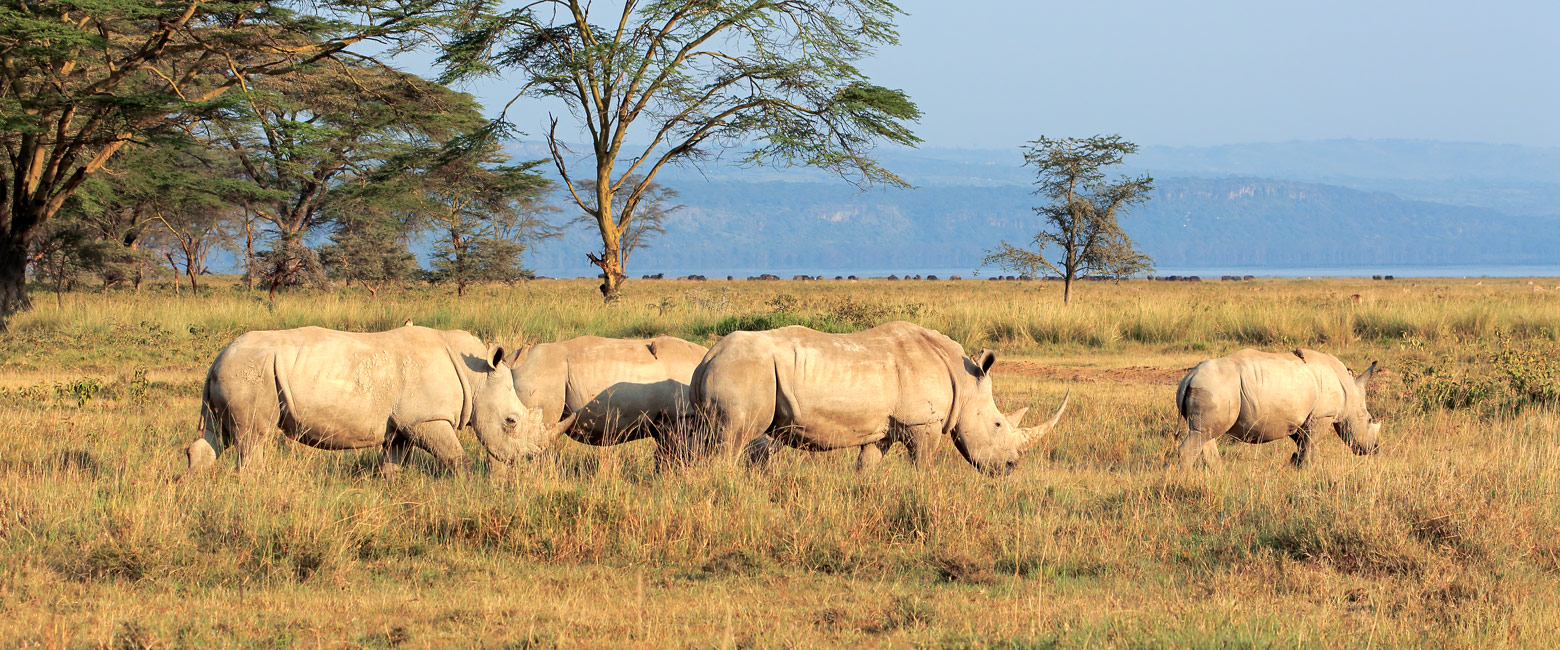 let us know your thoughts about Kenya and we will help you create the perfect safari