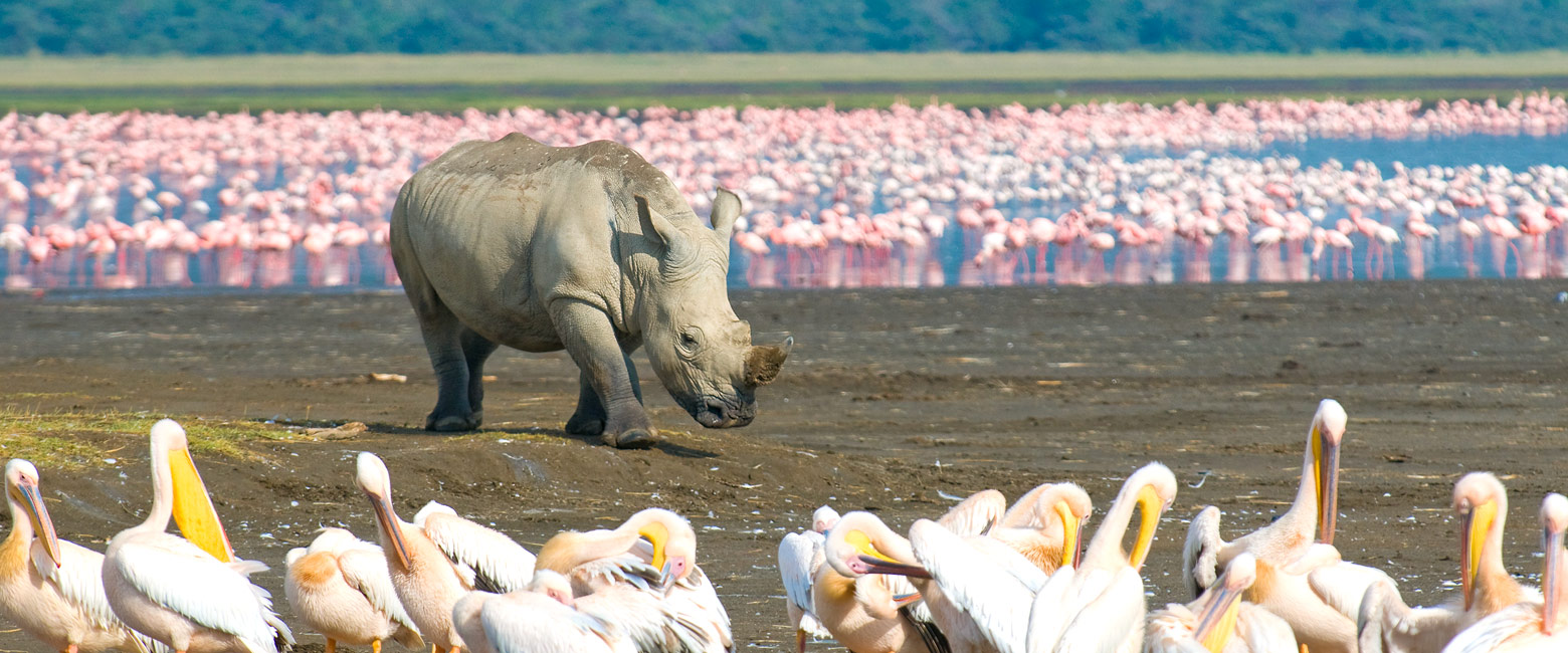 let us know your thoughts about Kenya and we will make sure to deliver the perfect safari 