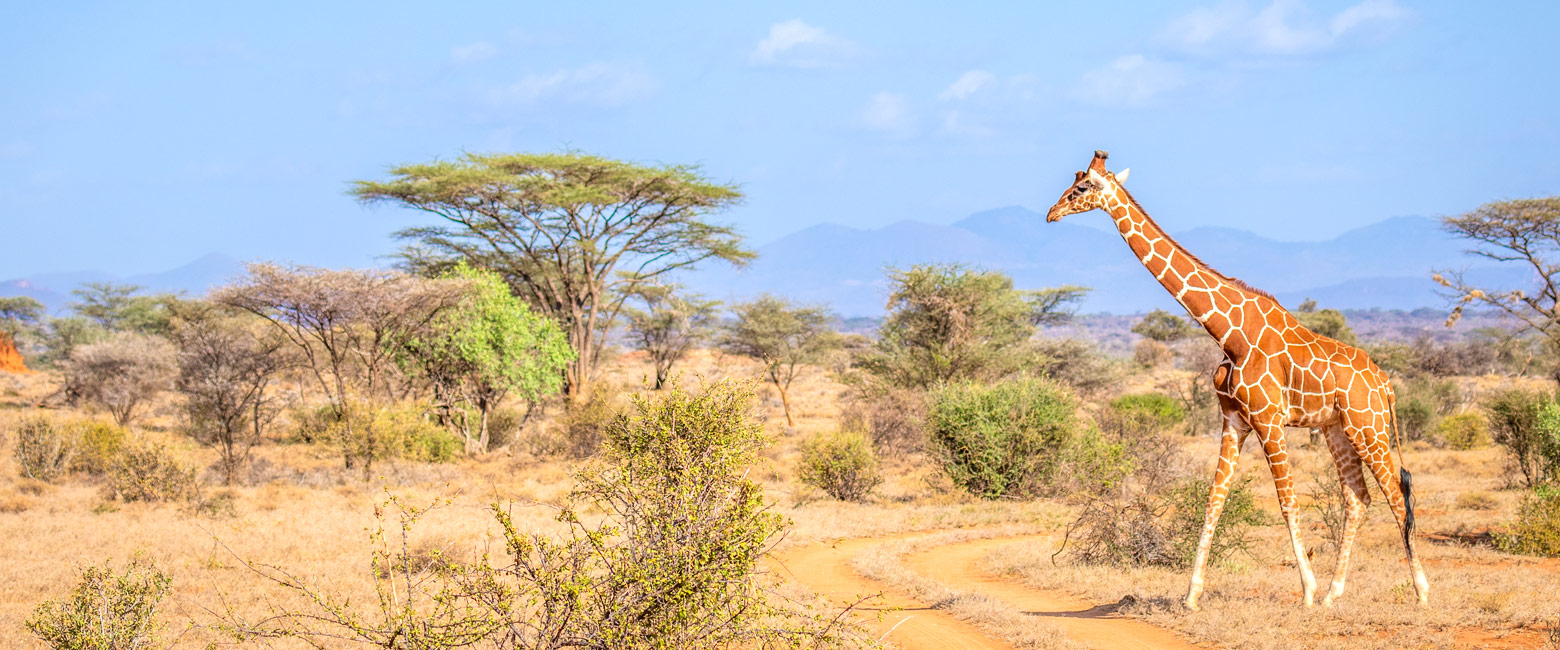 let us know your thoughts about Kenya and we will help you create the perfect safari