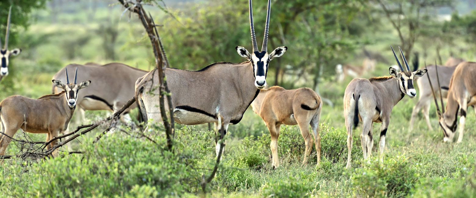 let us know your thoughts about Kenya and we will help you create the perfect safari 