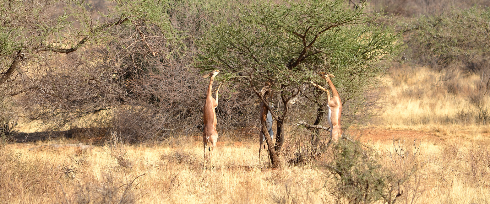 let us know your thoughts about Kenya and we will help you create the perfect safari