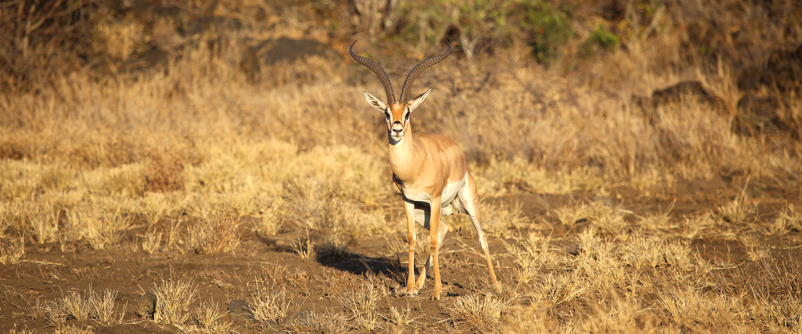 let us know your thoughts about Kenya and we will help you create the perfect safari 