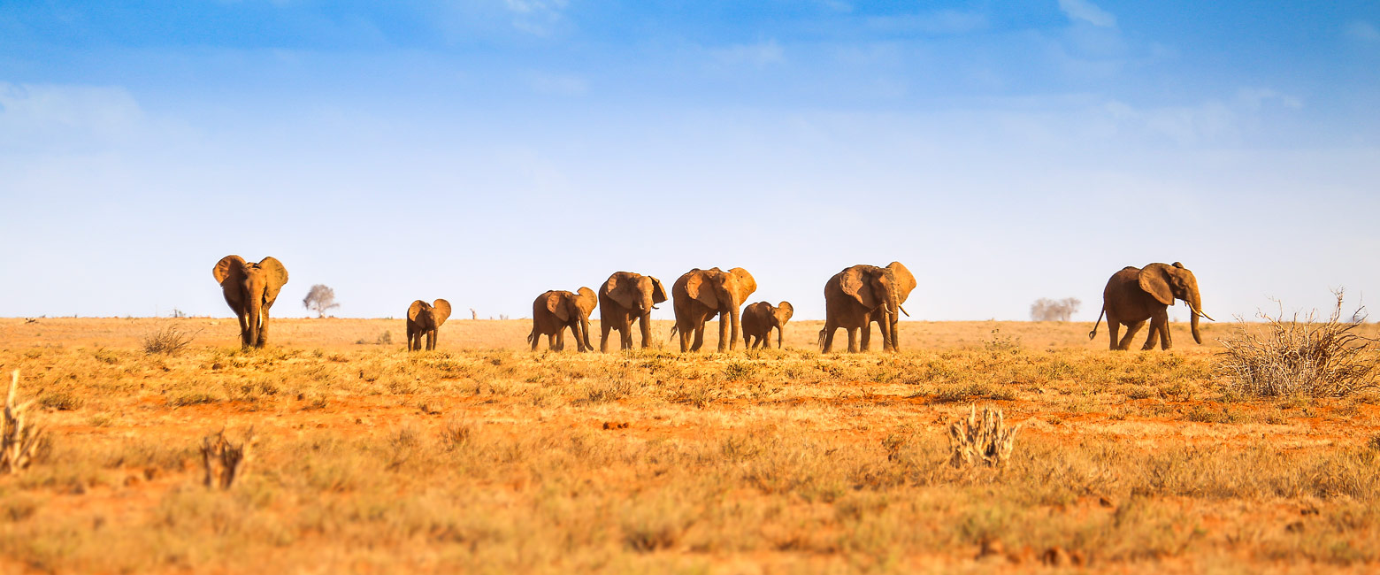 is an enormous arid reserve, renowned for elephants 