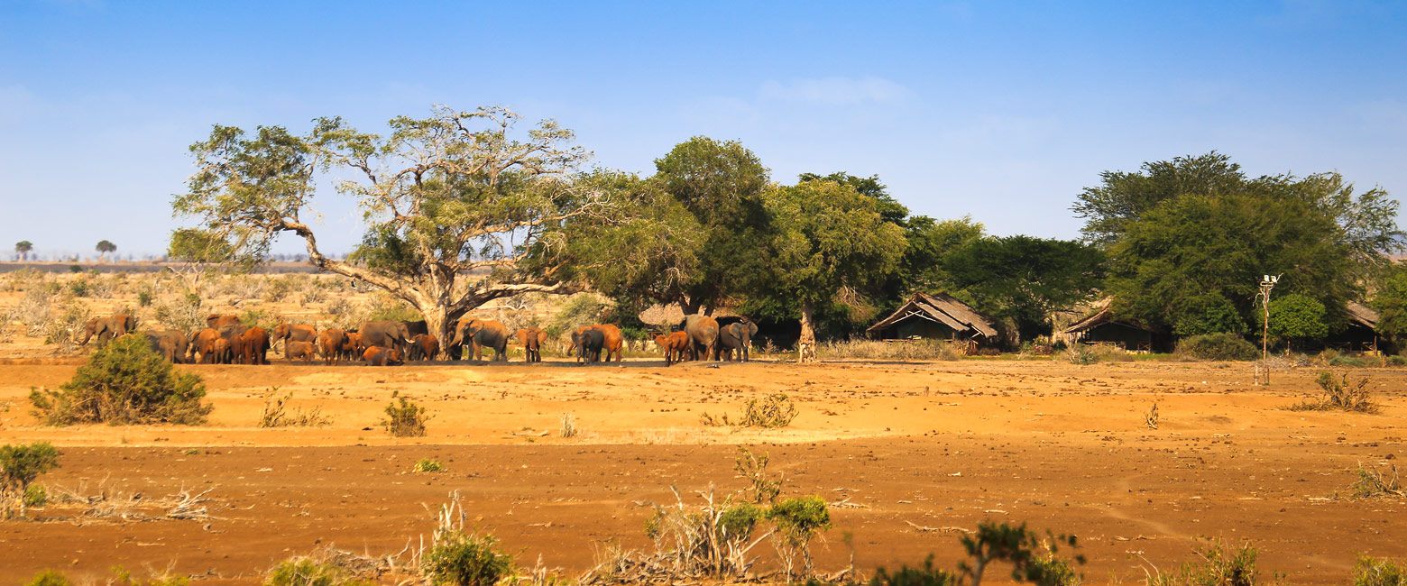 let us know your thoughts about Kenya and we will help you create the perfect safari 