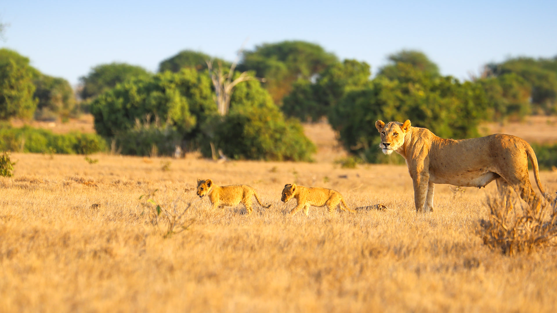 Safari to Tsavo East