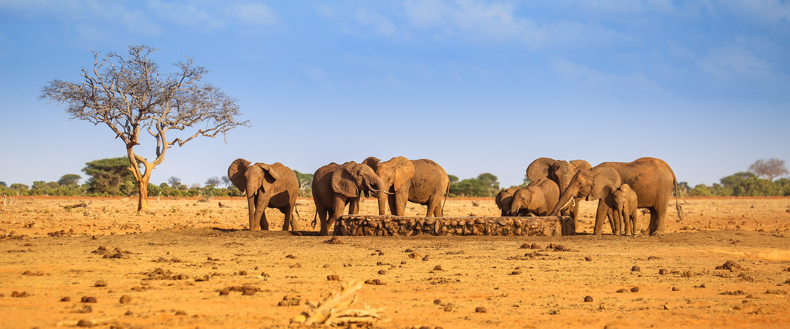 let us know your thoughts about Kenya and we will help you create the perfect safari