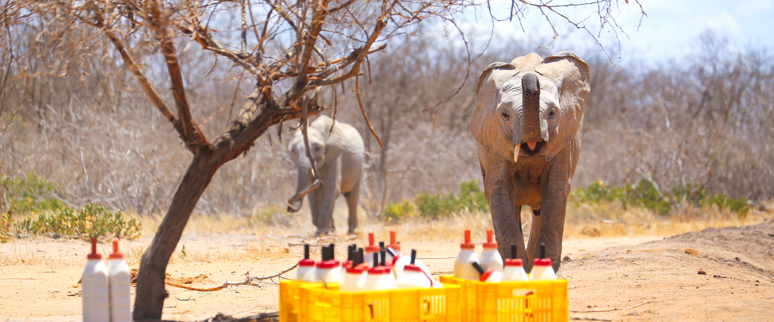 let us know your thoughts about Kenya and we will help you create the perfect safari