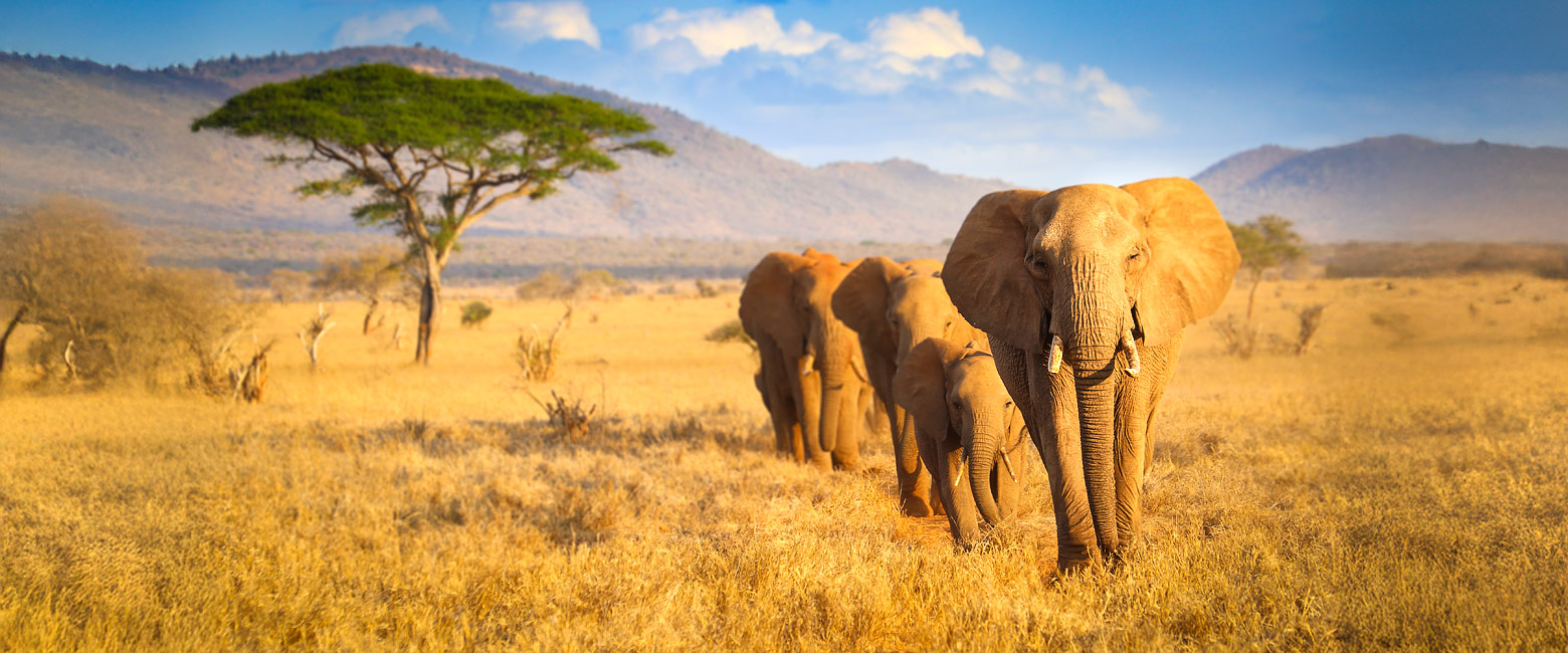 let us know your thoughts about Kenya and we will help you create the perfect safari 