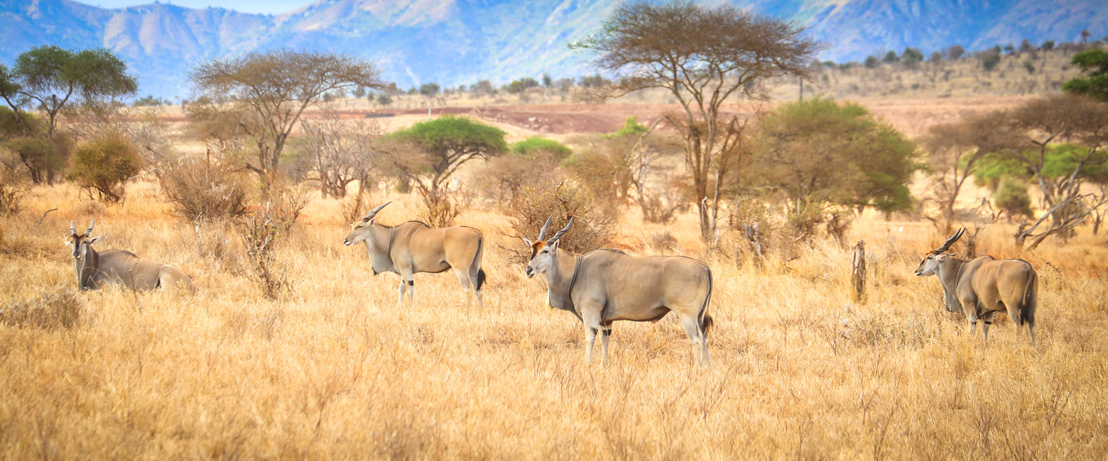 let us know your thoughts about Kenya and we will make sure to deliver the perfect safari