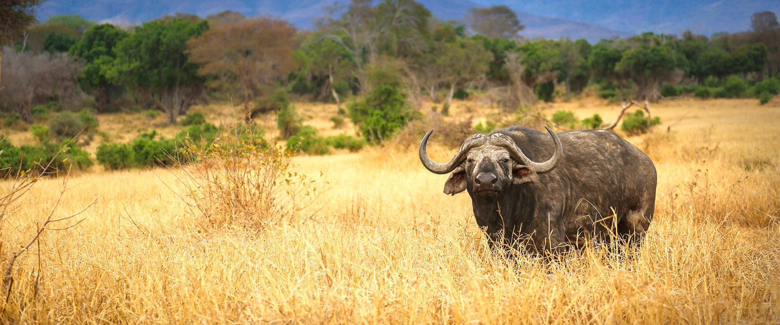 let us know your thoughts about Kenya and we will help you create the perfect safari 