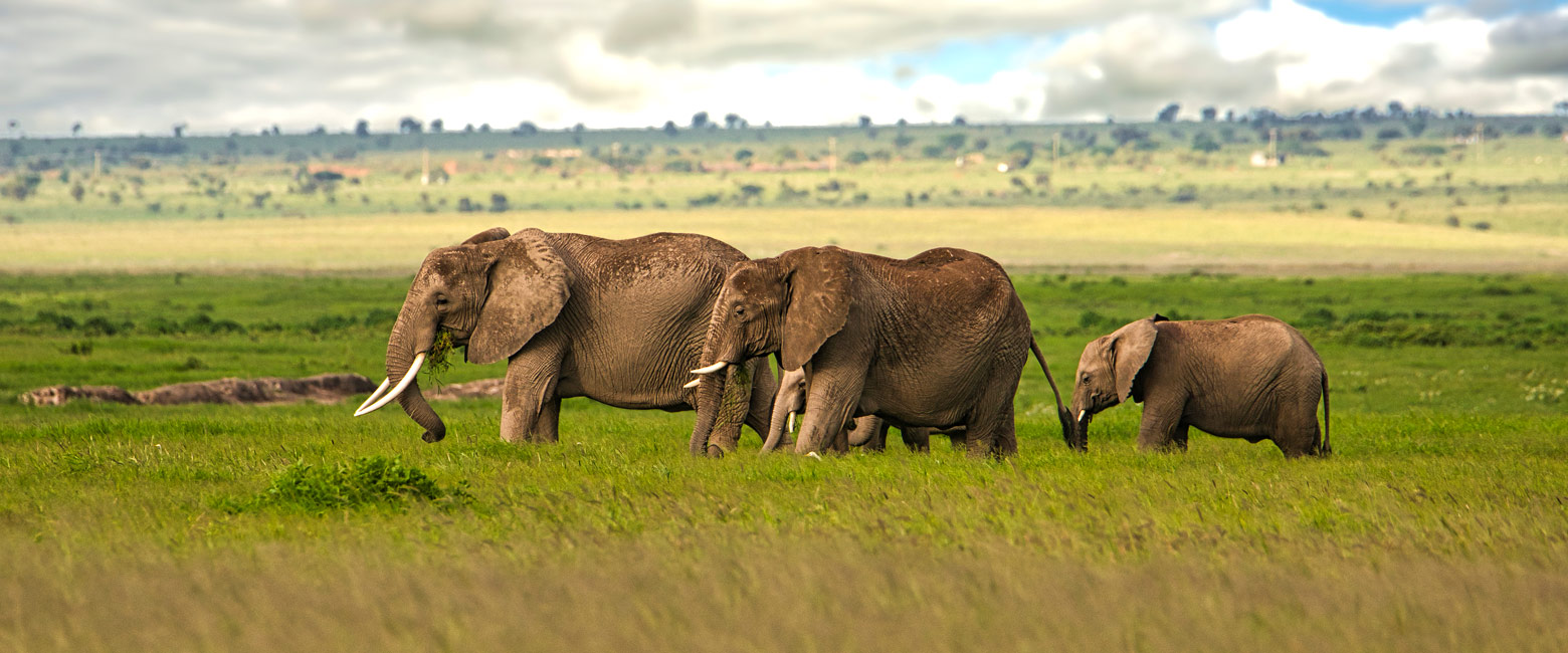 let us know your thoughts about Kenya and we will make sure to deliver the perfect safari
