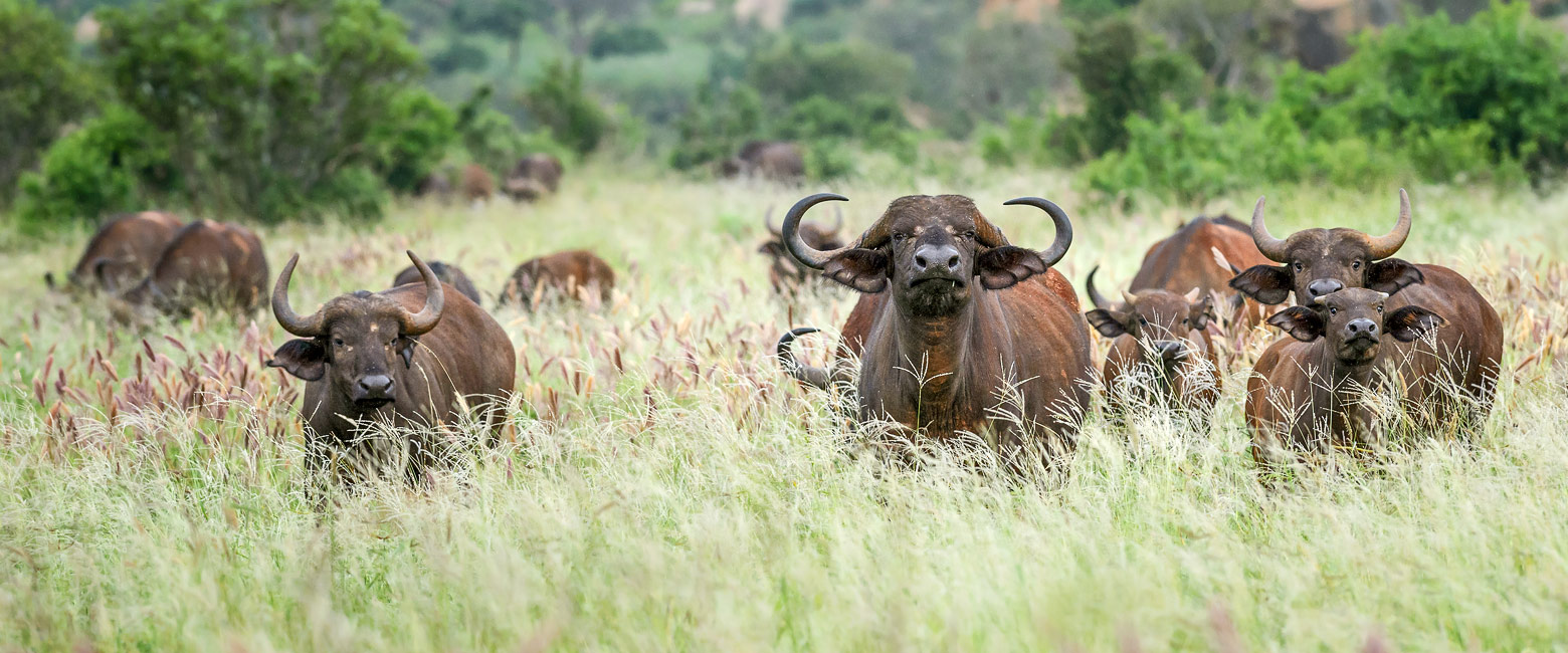 let us know your thoughts about Kenya and we will make sure to deliver the perfect safari 